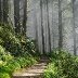 Foggy trees with Sun- Stavney