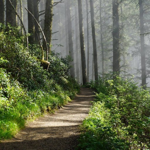 Foggy trees with Sun- Stavney