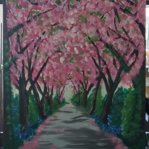 Stroll through the cherry blossoms
