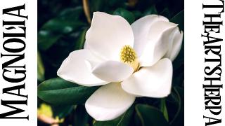 thumbnail  2 magnolia .jpg