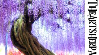 wisteria thumbnail .jpg