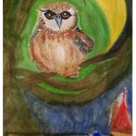 Elf Owl 1