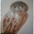 ELF OWL