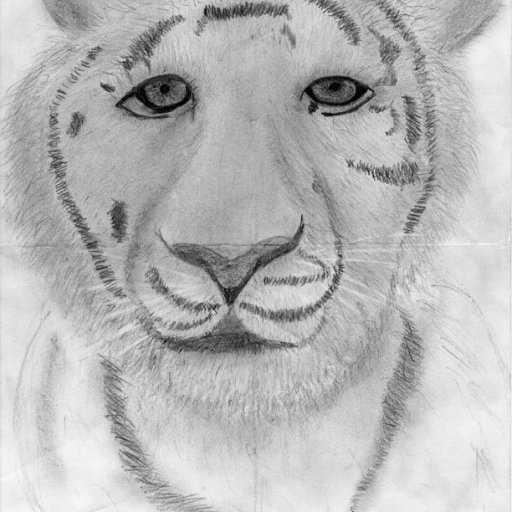 White Tiger