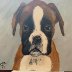 boxer puppy; January 2021