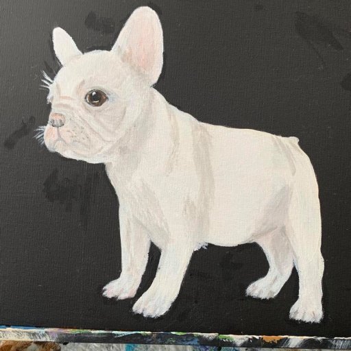 white french bulldog puppy February 2021