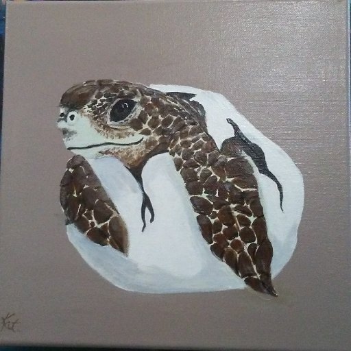 finished turtle hatching