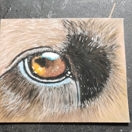 Dog`s Eye in Pastel Pencil