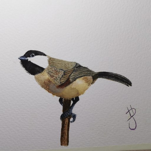 Focused Chickadee in Watercolour