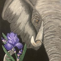 Iris Elephant 