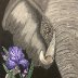 Iris Elephant 
