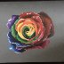 Rainbow rose