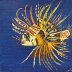 lionfish 4Aug25