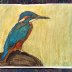 Kingfisher - watercolor