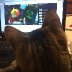 Suzi watching Art Sherpa Lion Lesson 1