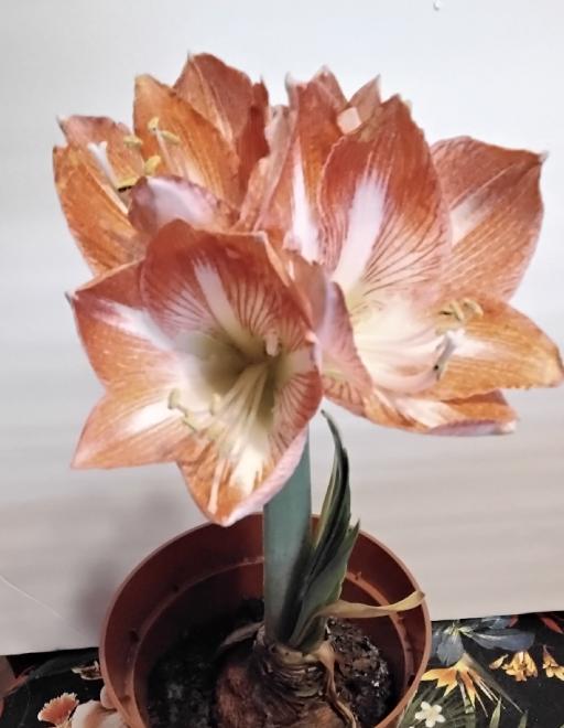 Amaryllis 