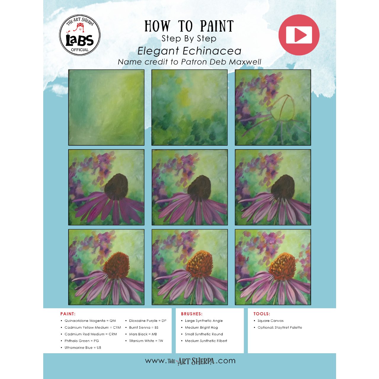 Purple Coneflower Daisy 