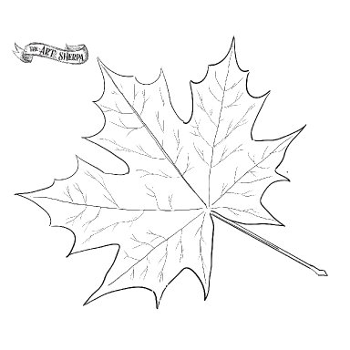leaf traceable.jpg