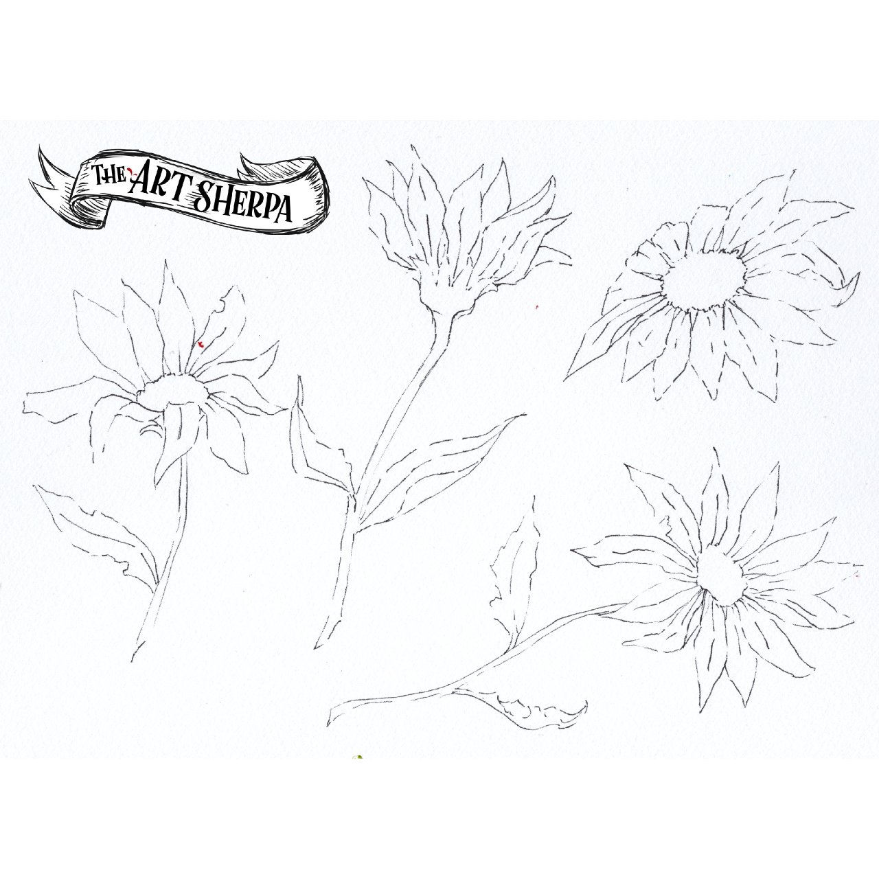 Line and Wash daisies Watercolor traceable 