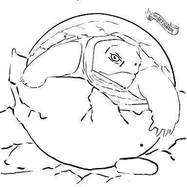 hatching Baby Turtle Egg 