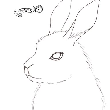 white rabbit .jpg
