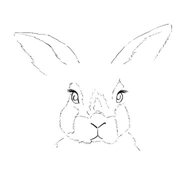 Patron Line and Wash Bunny Rabbit 