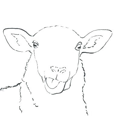 Funny Sheep 2024 