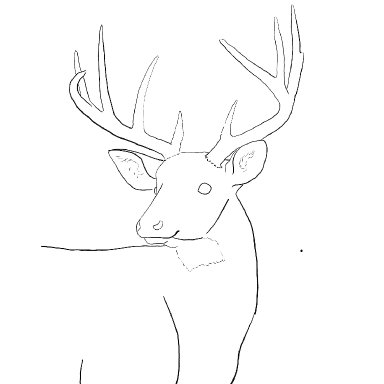 Autumn Stag Deer 2024 