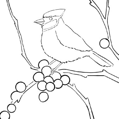Bluejay traceable 2024 winter .JPG