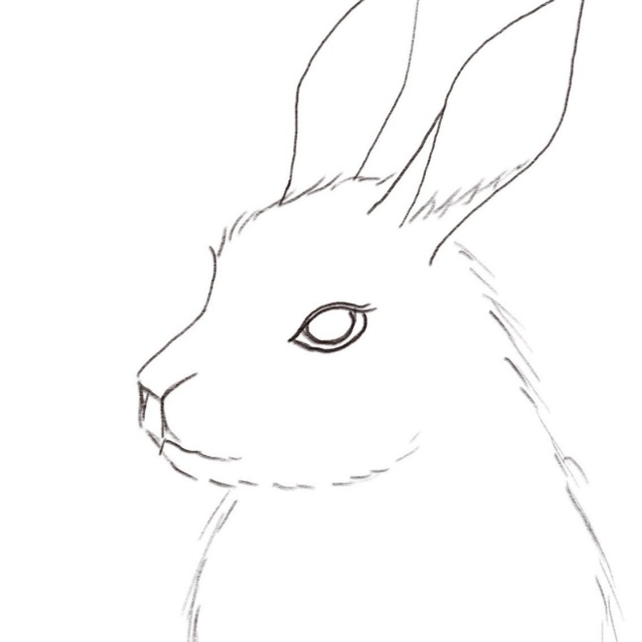 Bunny Rabbit in Lilacs