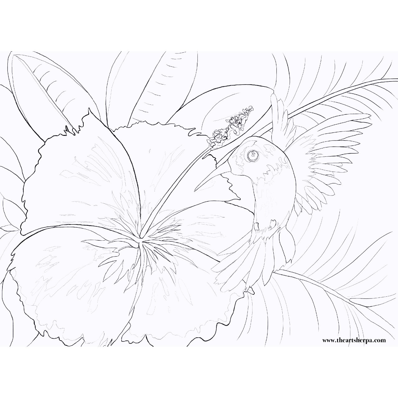 Hummingbird And Hibiscus Flower