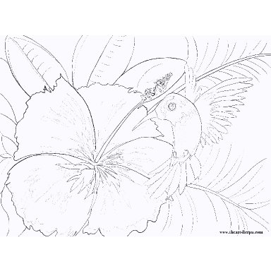 Hummingbird And Hibiscus Flower