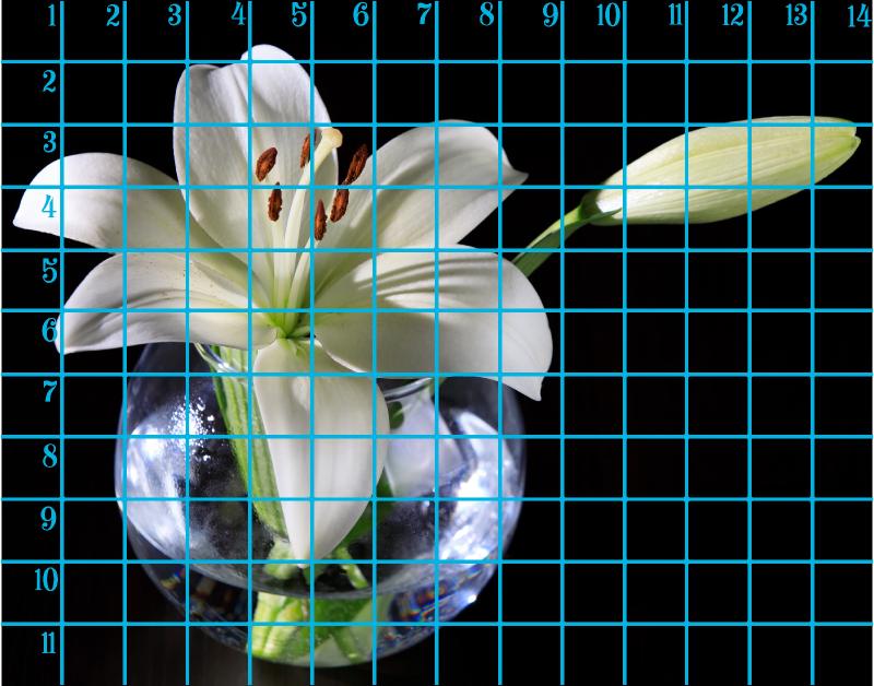 11x14 horizontal 1 day lily .jpg