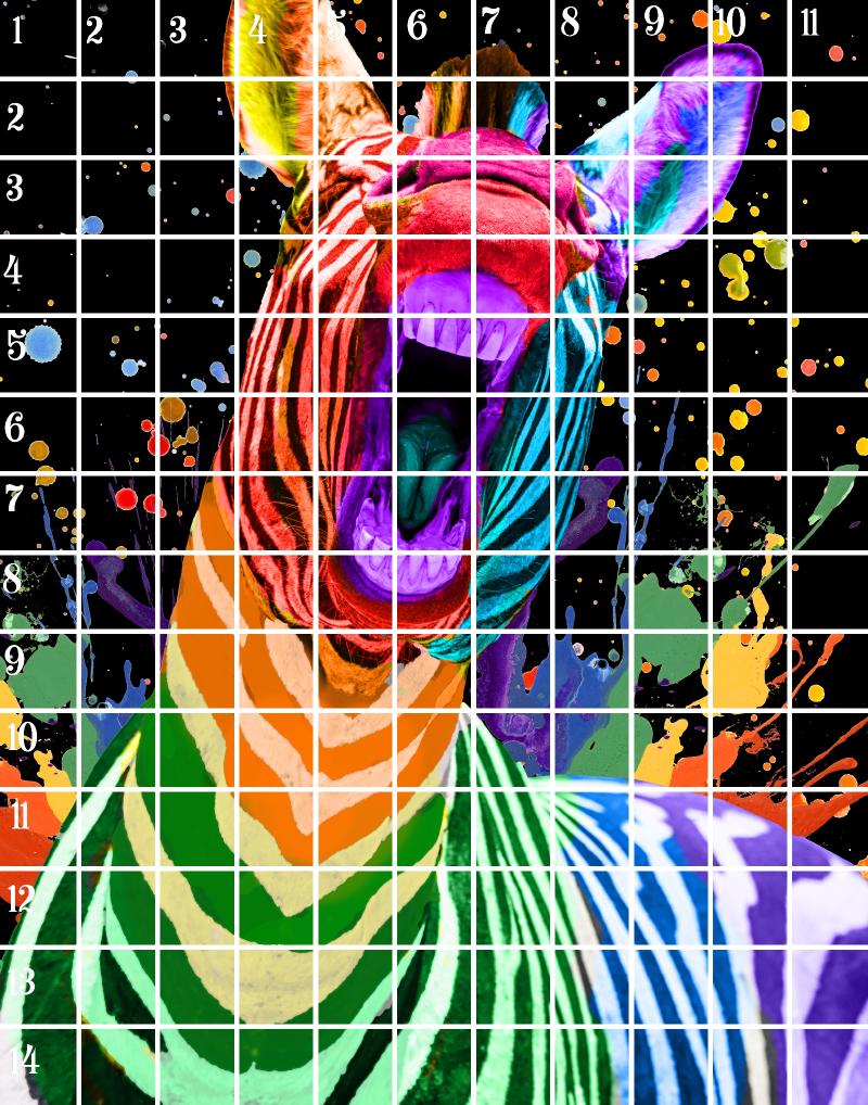 Rainbow Zebra .jpg