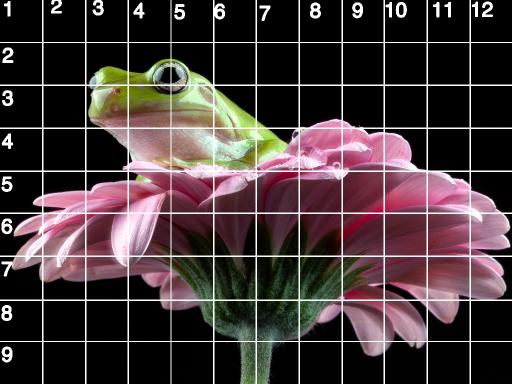 GRID 9X12 HORIZINTAL frog .jpg