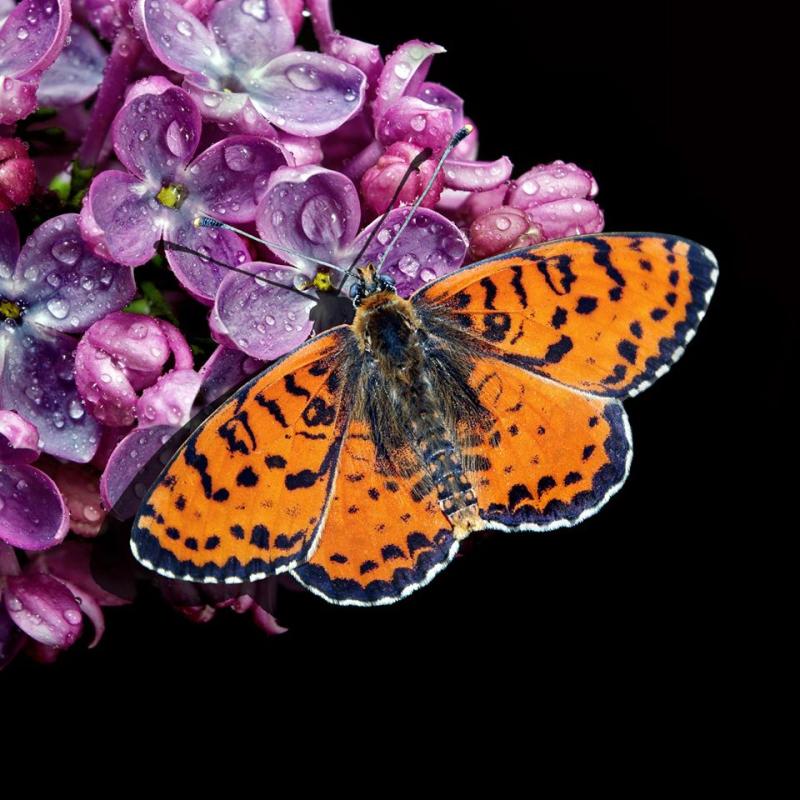Realistic Butterfly On Lilacs With Waterdrops Acrylic Tutorial The