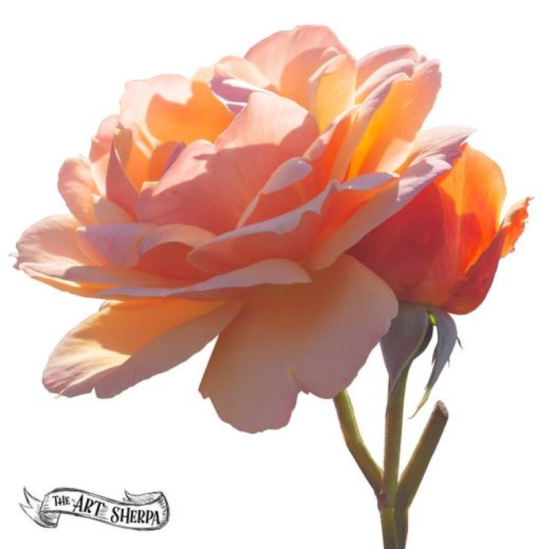Sherpa watercolor rose.jpg