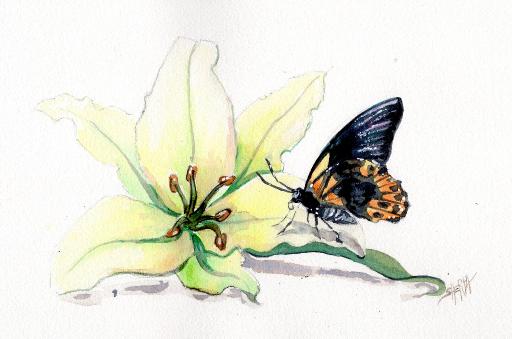 lily butterfly watercolor .jpg