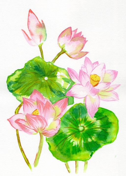 lotus watercolor .jpg