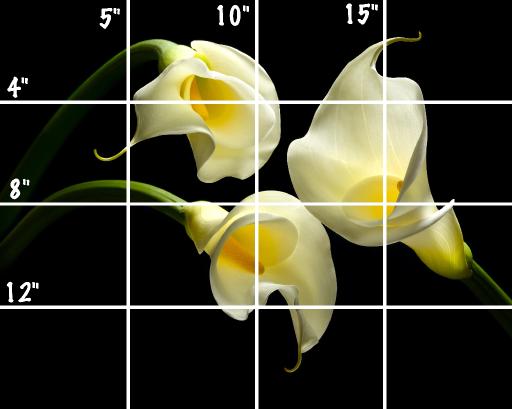 TAS210123.01 Callalily copy simple grid .jpg