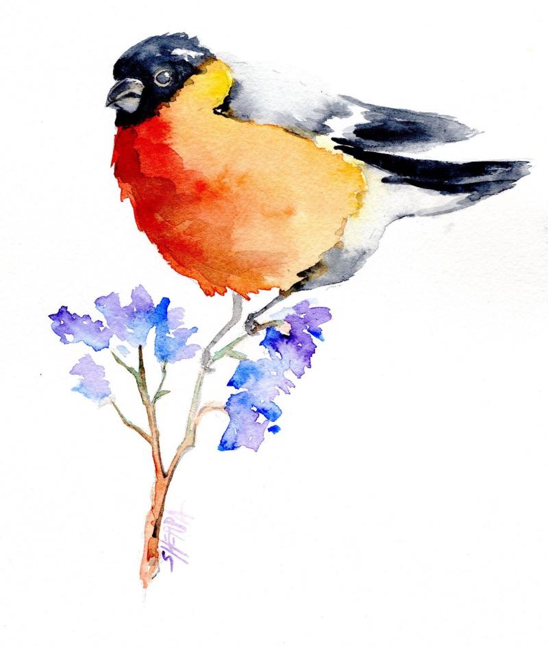bird watercolor.jpg