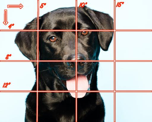 16x20 grid Horizontal black lab .jpg