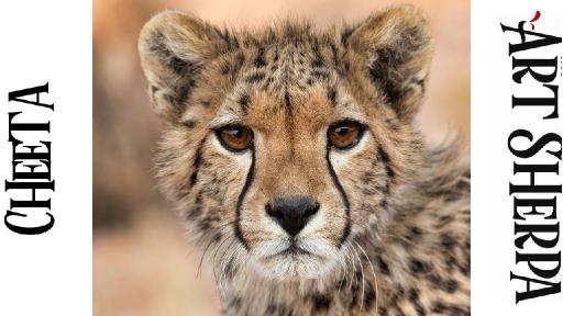 thumbnail cheetah .jpg