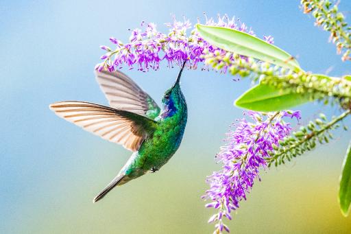 humming bird lilacs .jpg