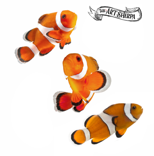 How to Draw a Clownfish  Easy Step-by-Step Art Activity & Video