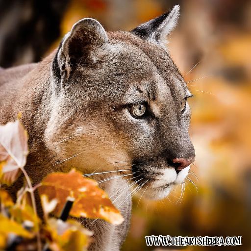 8 x 8 Refences mountain lion .jpg