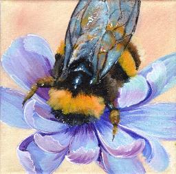 tas2204 bumble bee and purple Chicory flower  .jpg