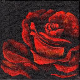 tas2204 Red rose .jpg