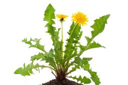 shutterstock_78445858.jpg