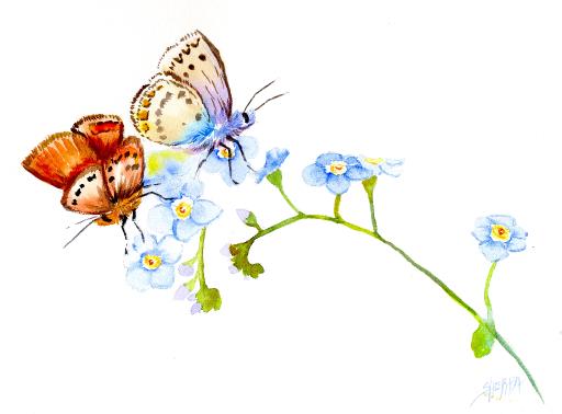 watercolor butterfly forgetme not .jpg